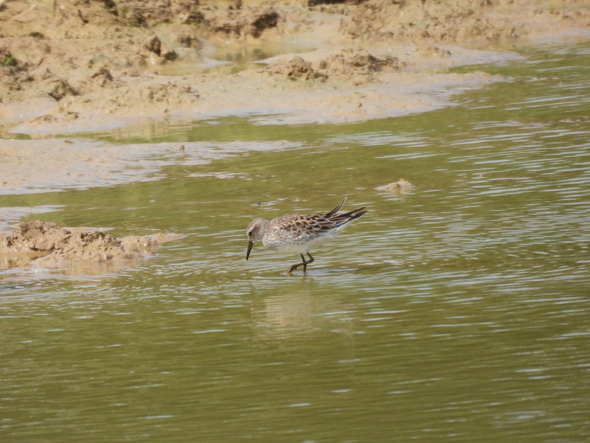 White-rumped Sandpiper - ML452332331