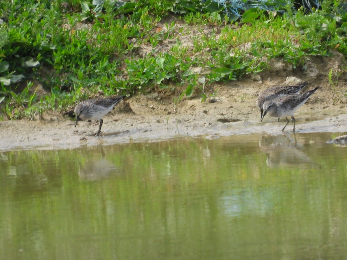 White-rumped Sandpiper - ML452332341