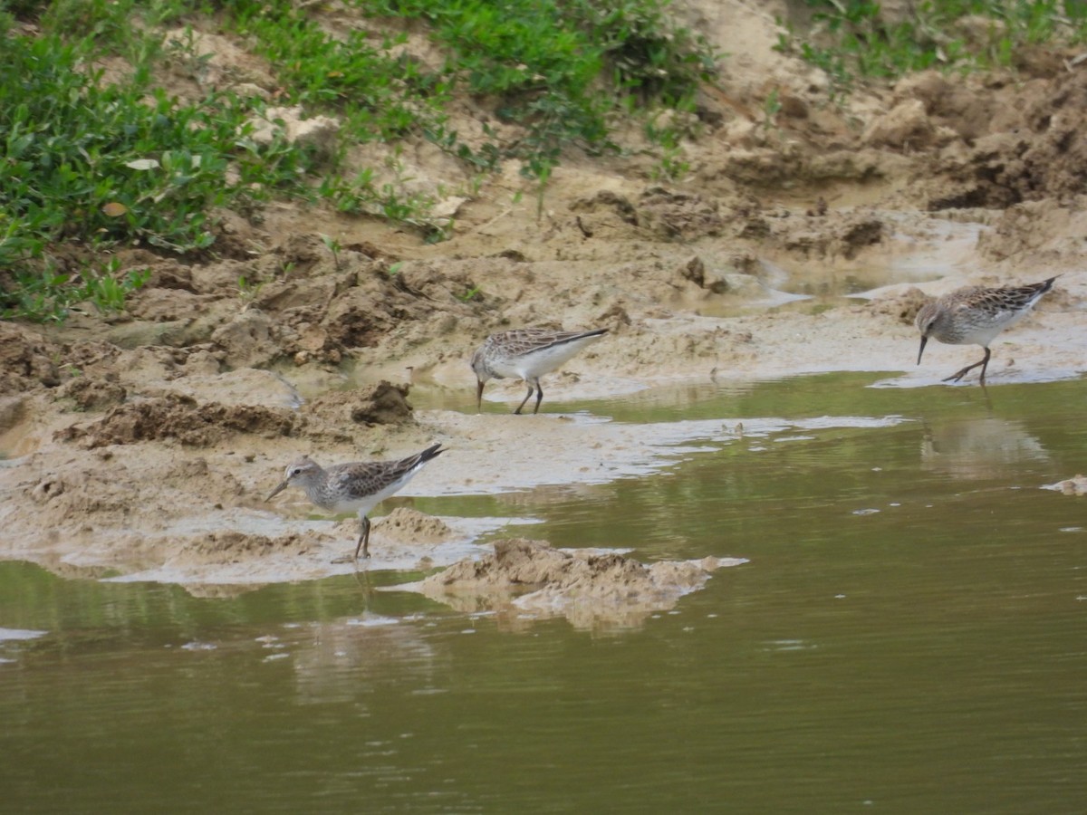 White-rumped Sandpiper - ML452332351