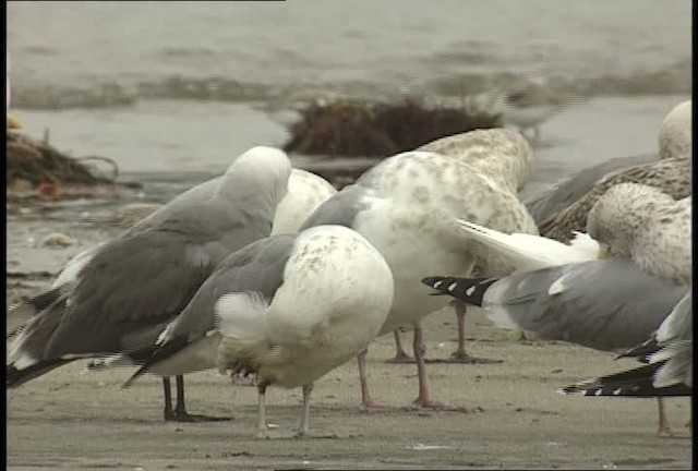 Larus sp. - ML452333