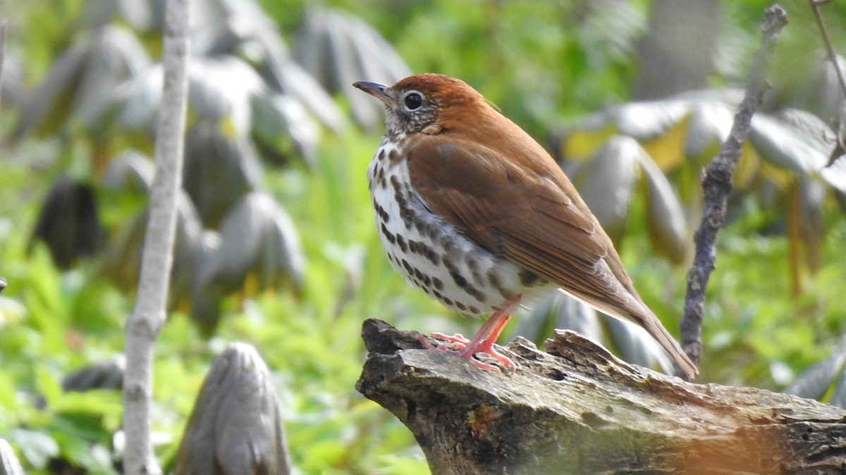 Wood Thrush - ML452333711