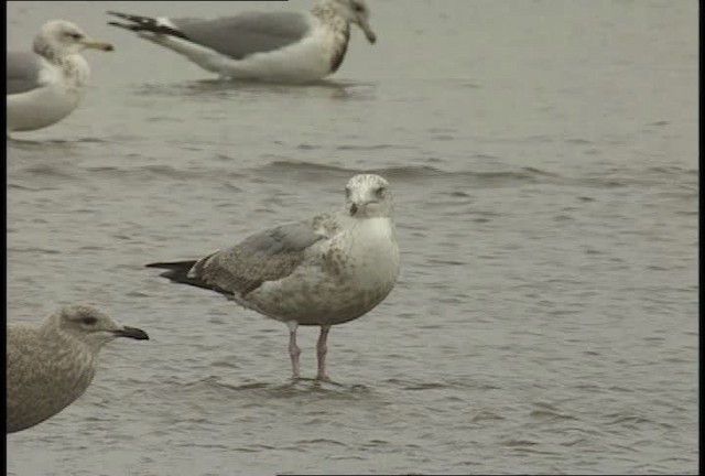 goéland sp. (Larus sp.) - ML452334