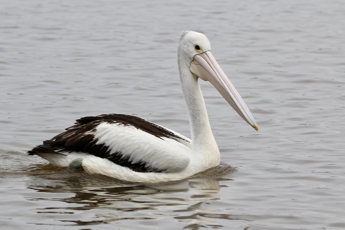 pelikán australský - ML452336021