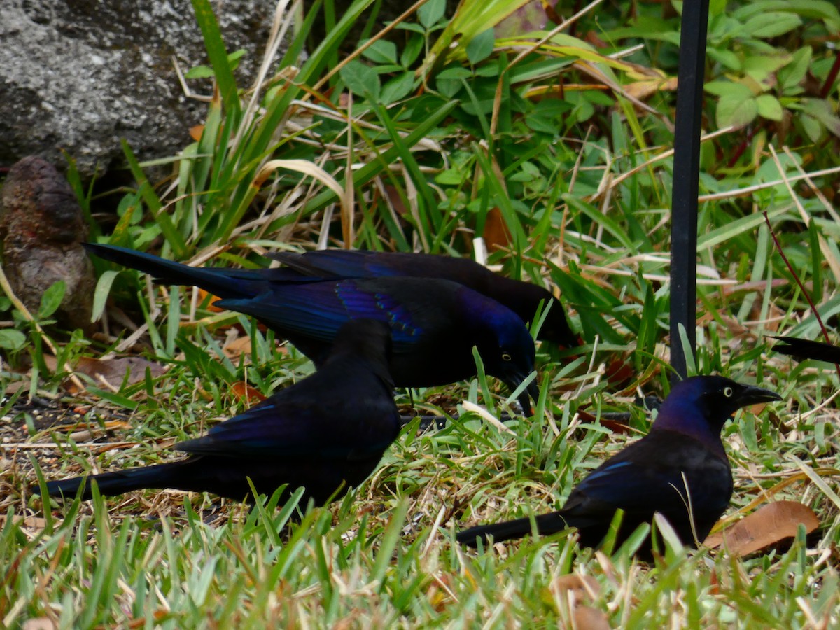 Common Grackle - ML452336221