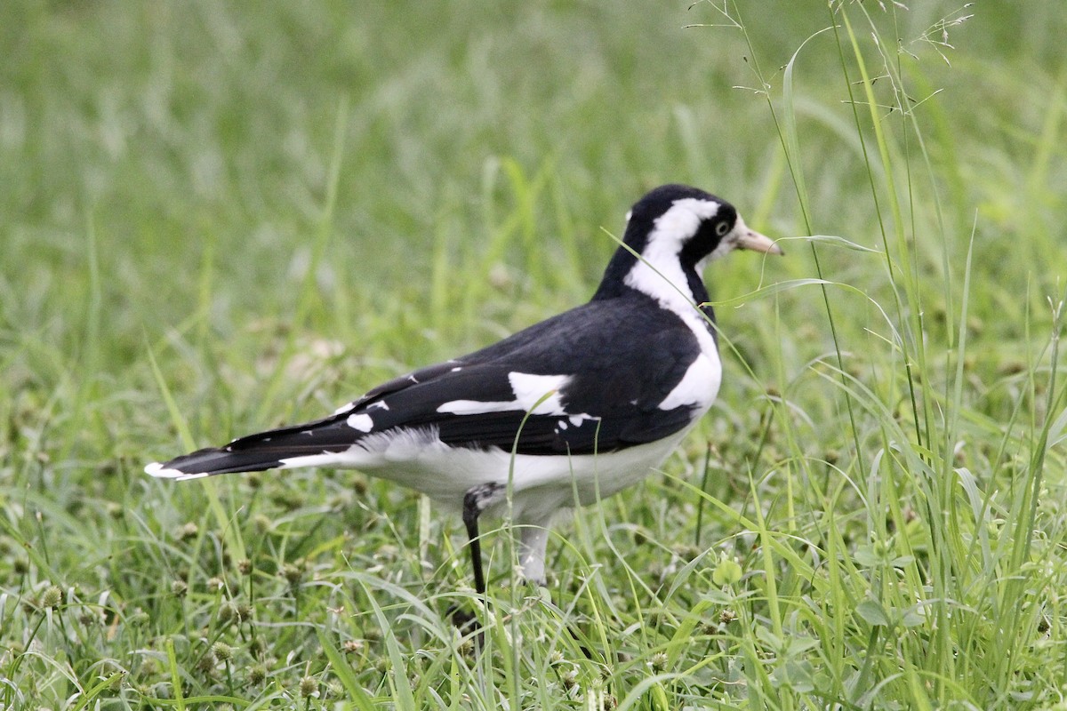 Magpie-lark - Pauline and Ray Priest