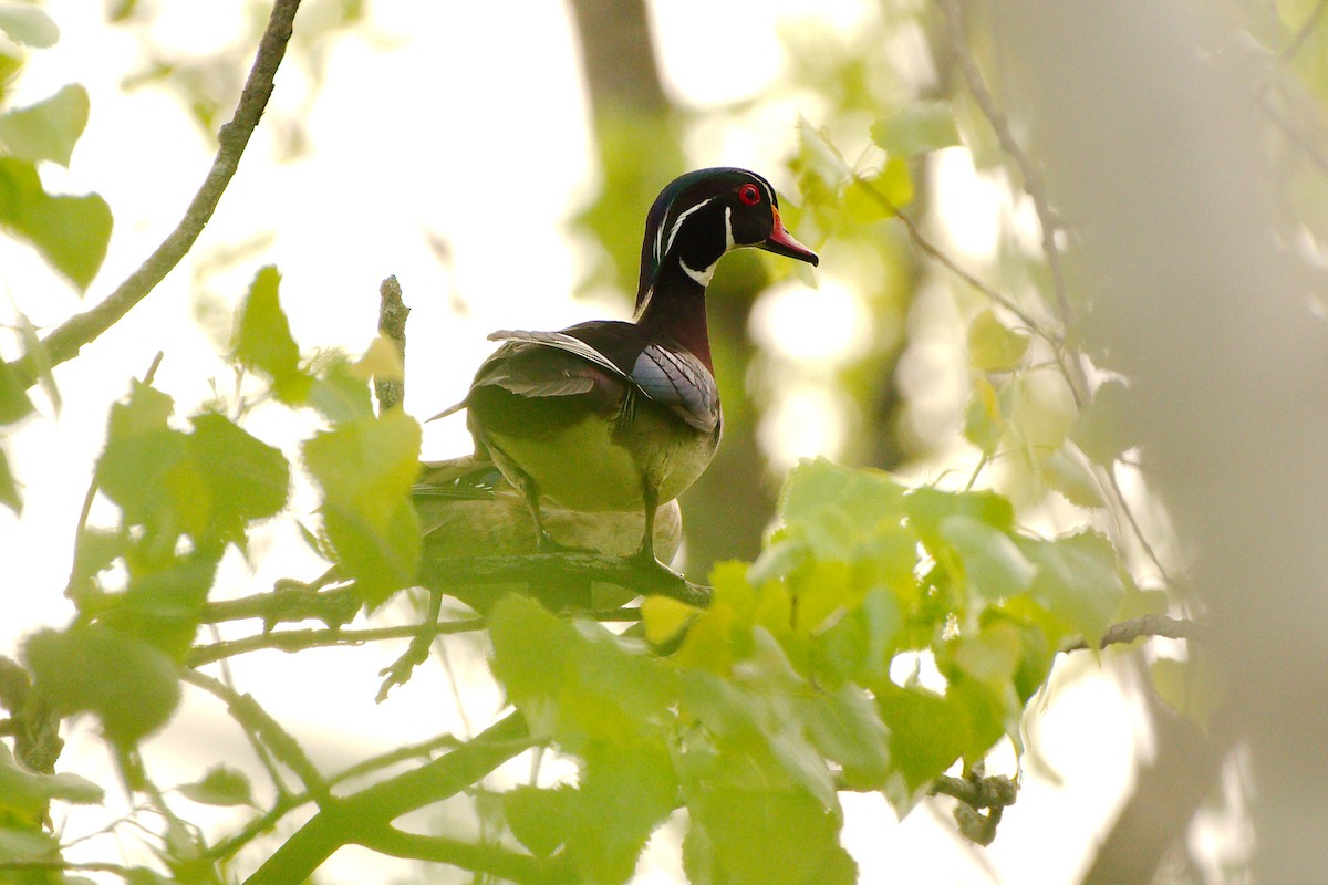 Wood Duck - ML452336931