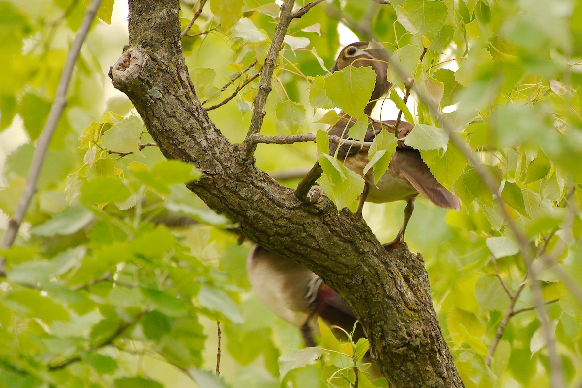 Wood Duck - ML452336961