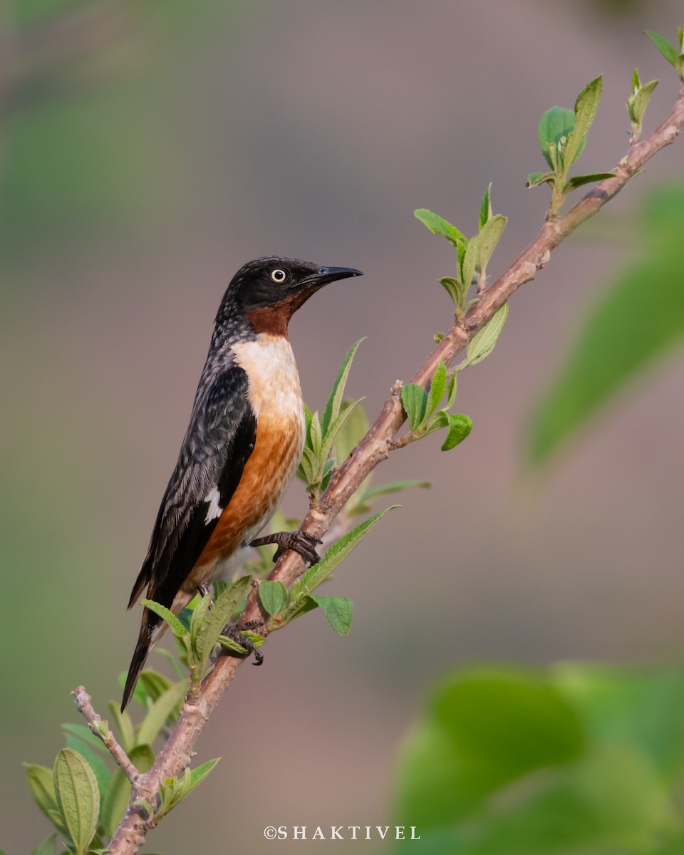 Spot-winged Starling - ML452337571