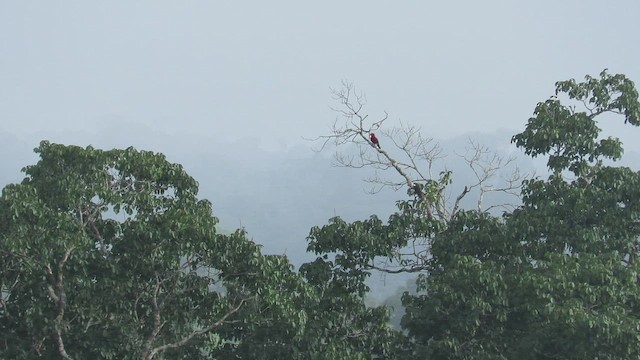 Pájaro Militar - ML452337601