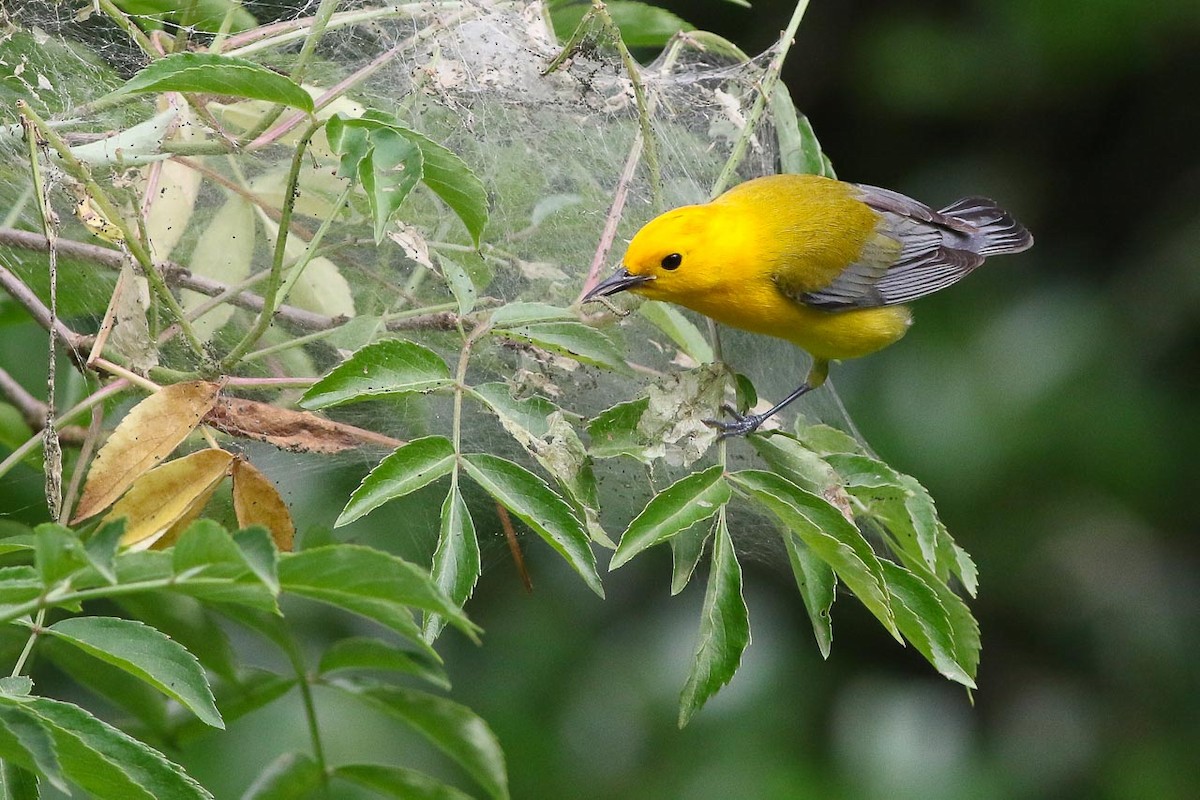 Prothonotary Warbler - ML45233771