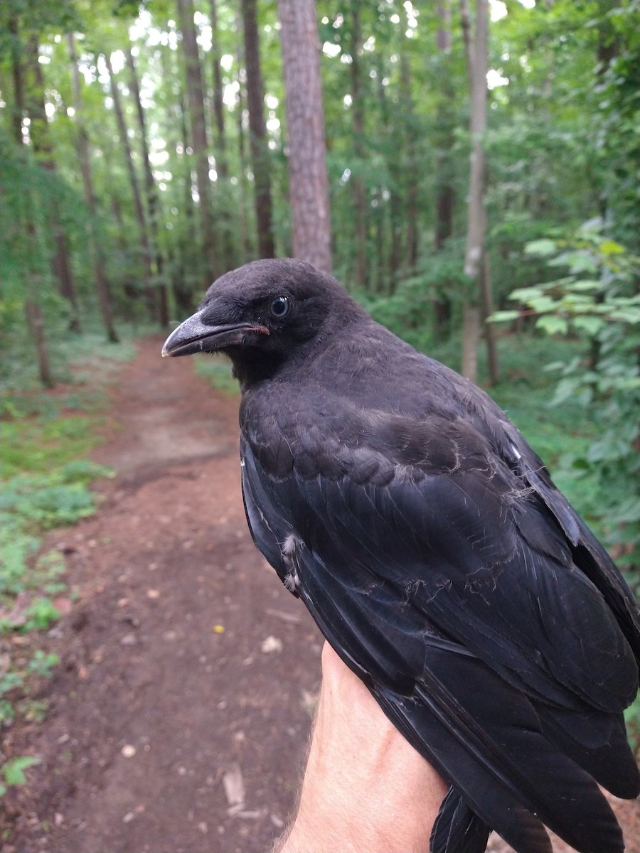 American Crow - ML452338321