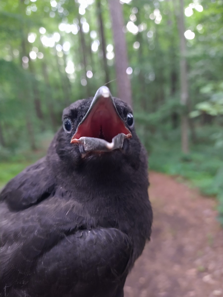 American Crow - ML452338331