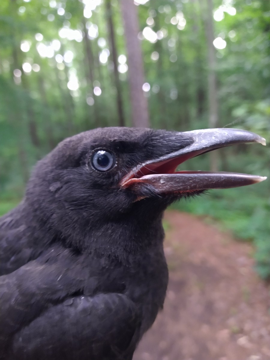 American Crow - ML452338341