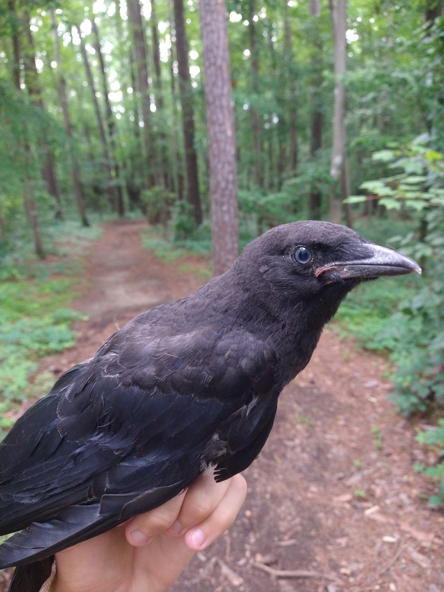 American Crow - ML452338351