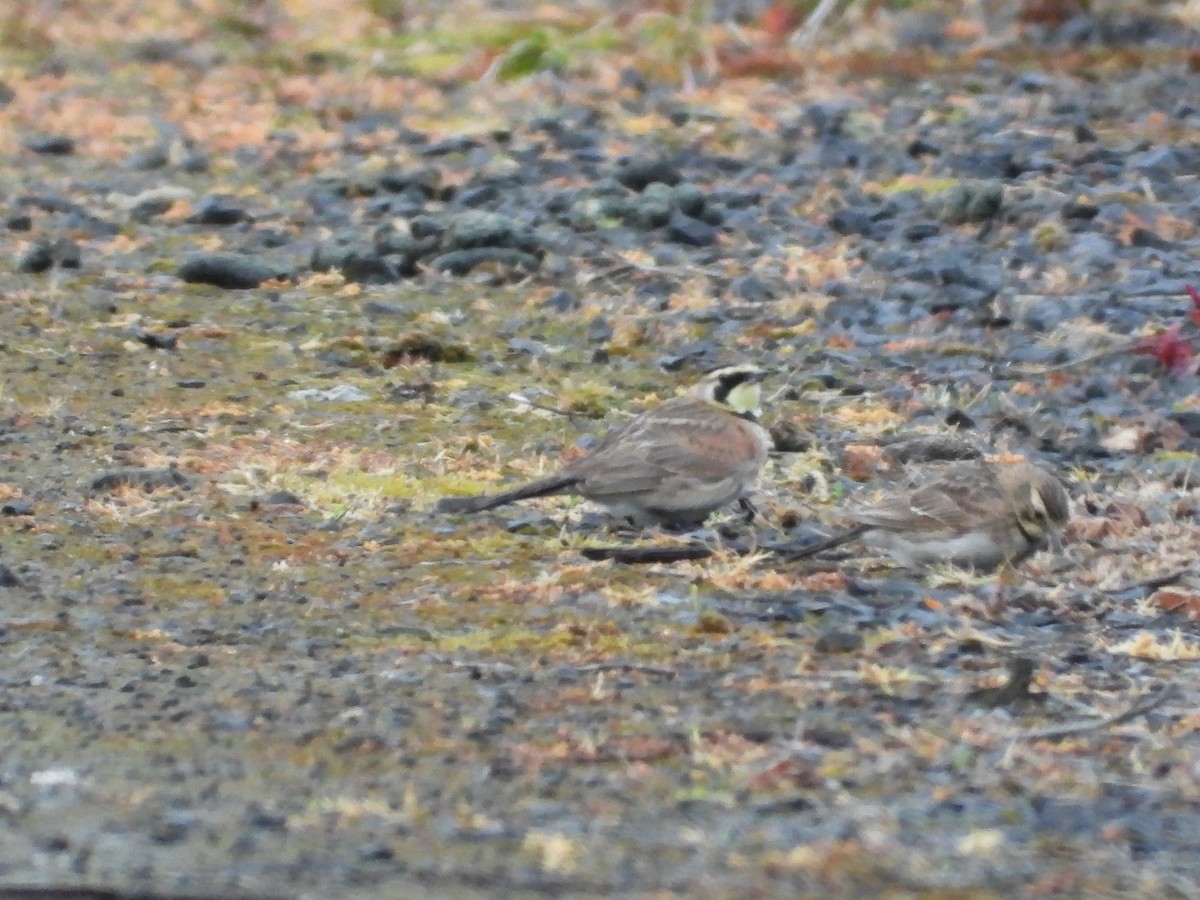 Horned Lark - ML452339041