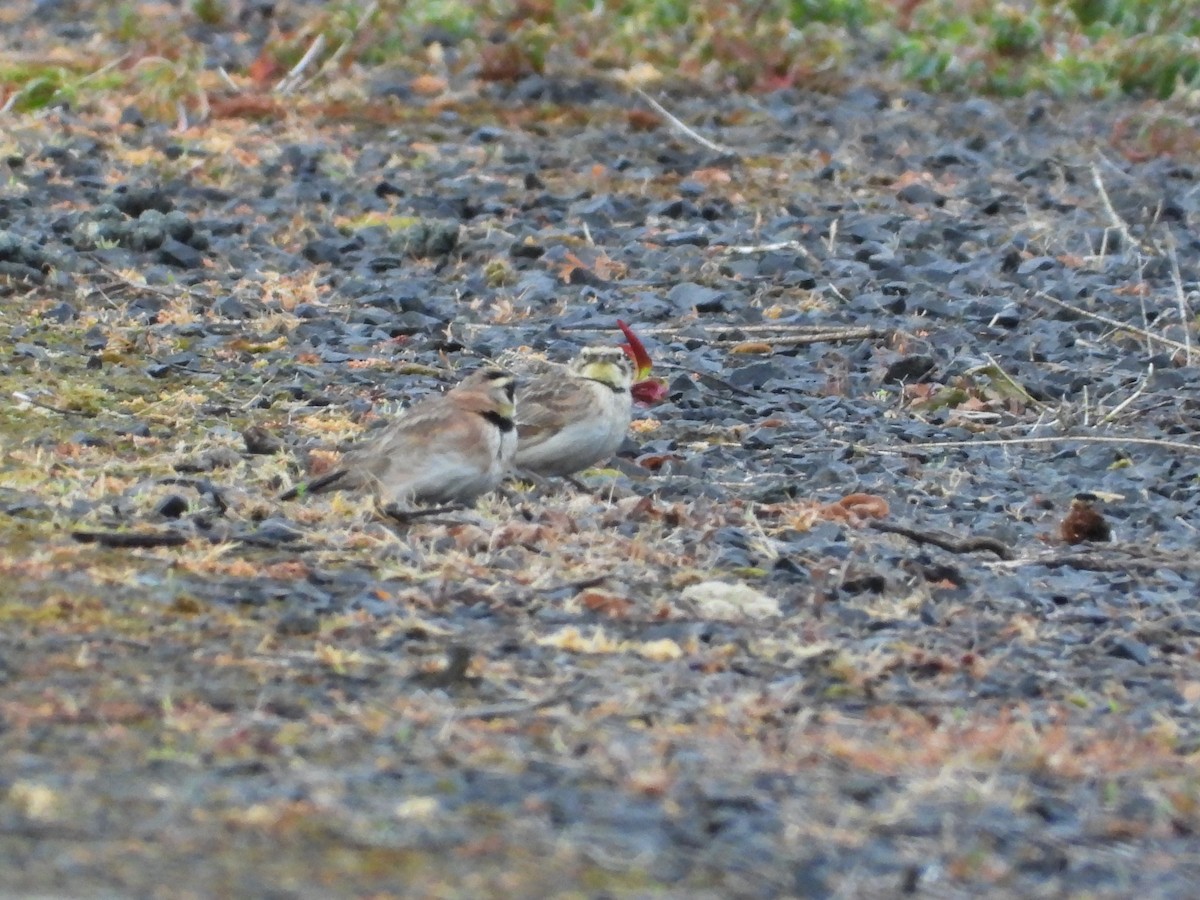 Horned Lark - ML452339091