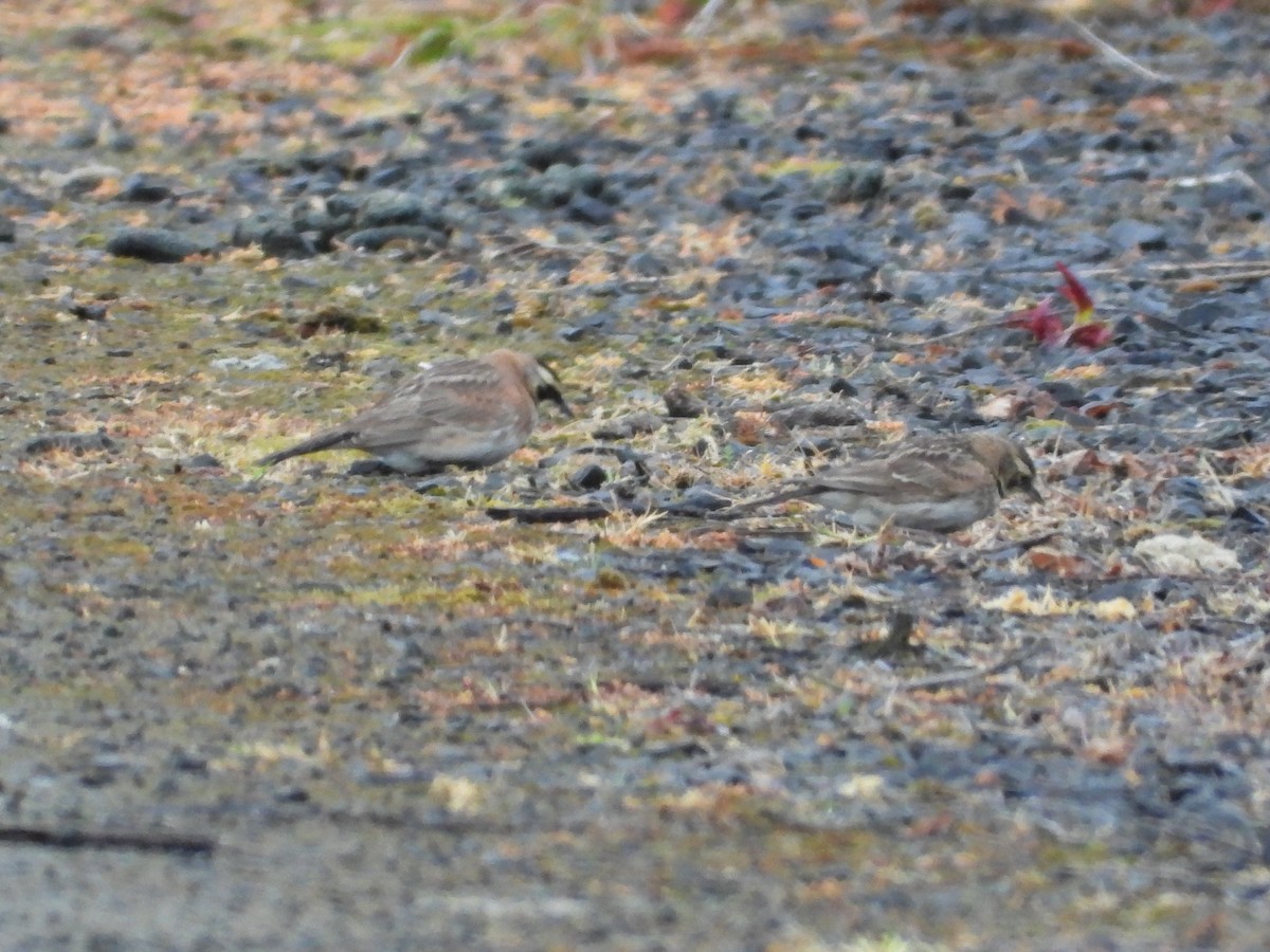 Horned Lark - ML452339111