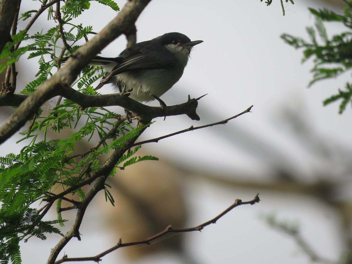 Tropical Gnatcatcher (plumbiceps/anteocularis) - ML452339621