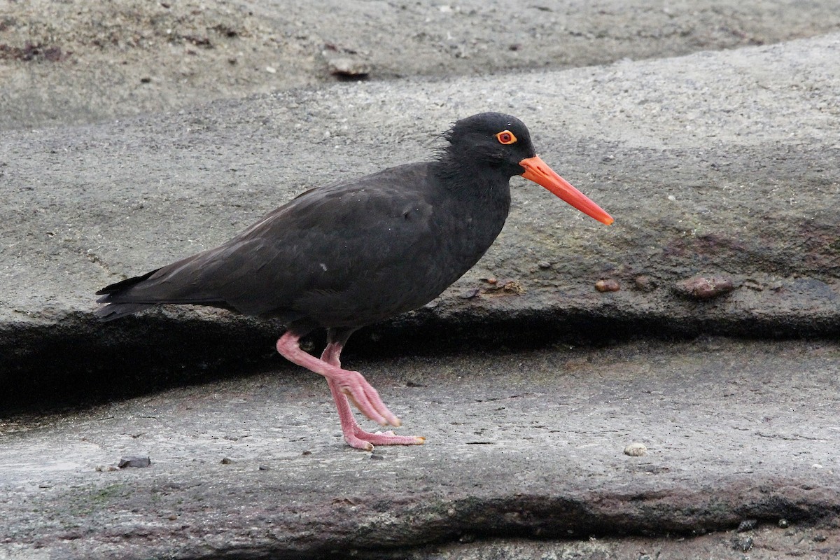 Sooty Oystercatcher - ML452340411