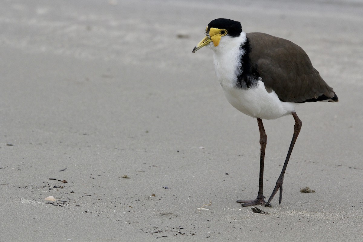 Masked Lapwing - Pauline and Ray Priest