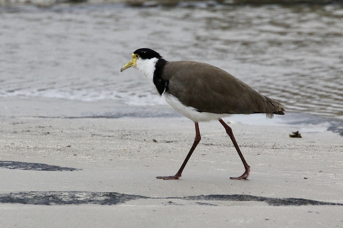 Masked Lapwing - Pauline and Ray Priest