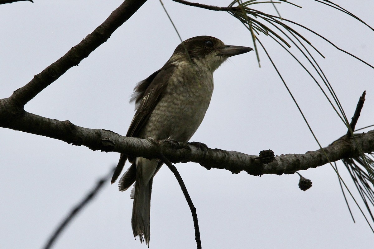 Gray Butcherbird - Pauline and Ray Priest