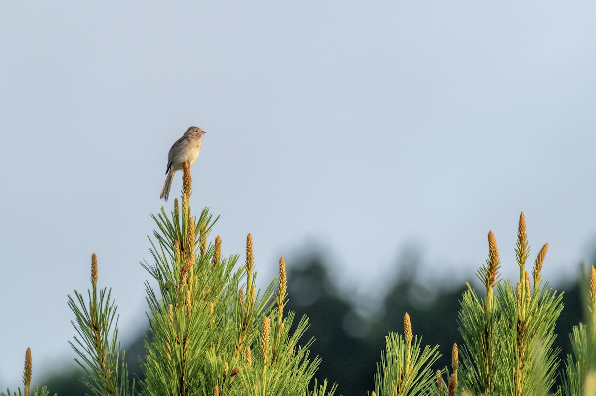 Field Sparrow - ML452344371