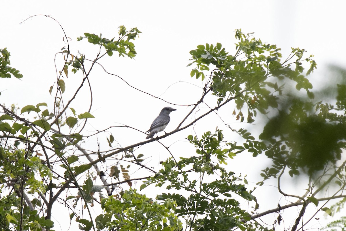 Large Cuckooshrike - ML452344741