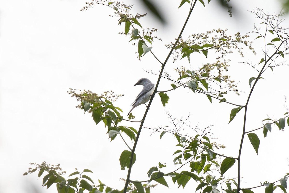 Large Cuckooshrike - ML452344761