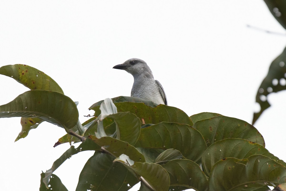 Large Cuckooshrike - ML452344771