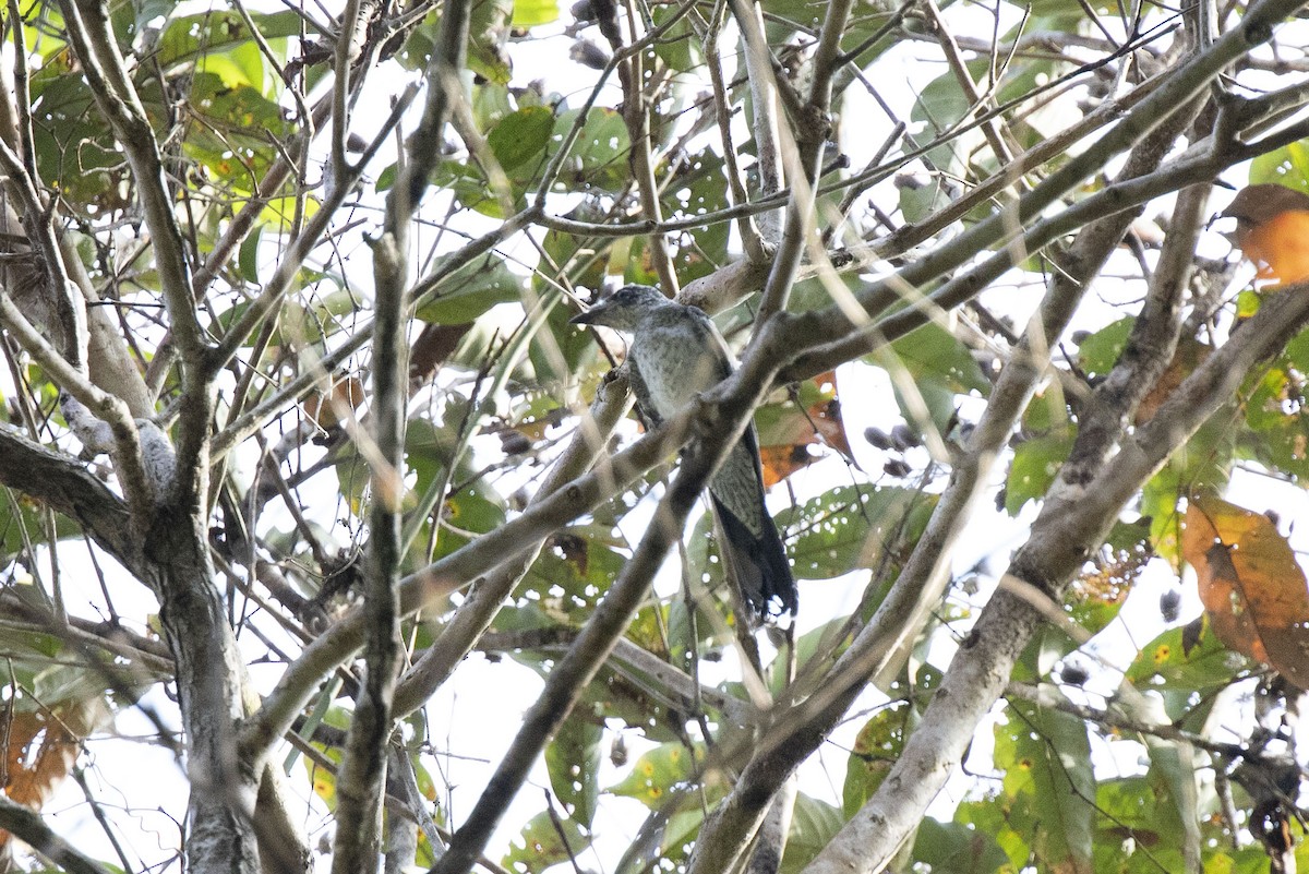 Large Cuckooshrike - ML452344821