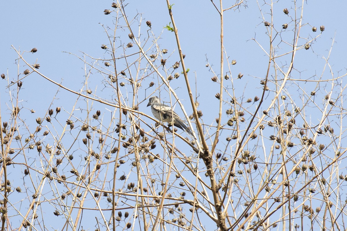 Large Cuckooshrike - ML452344831