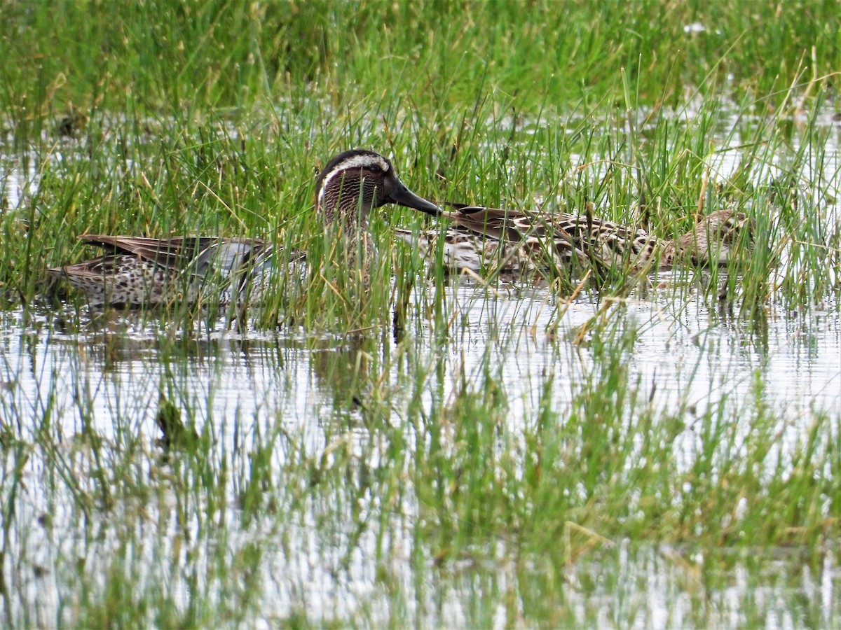 Garganey - Erin Cole