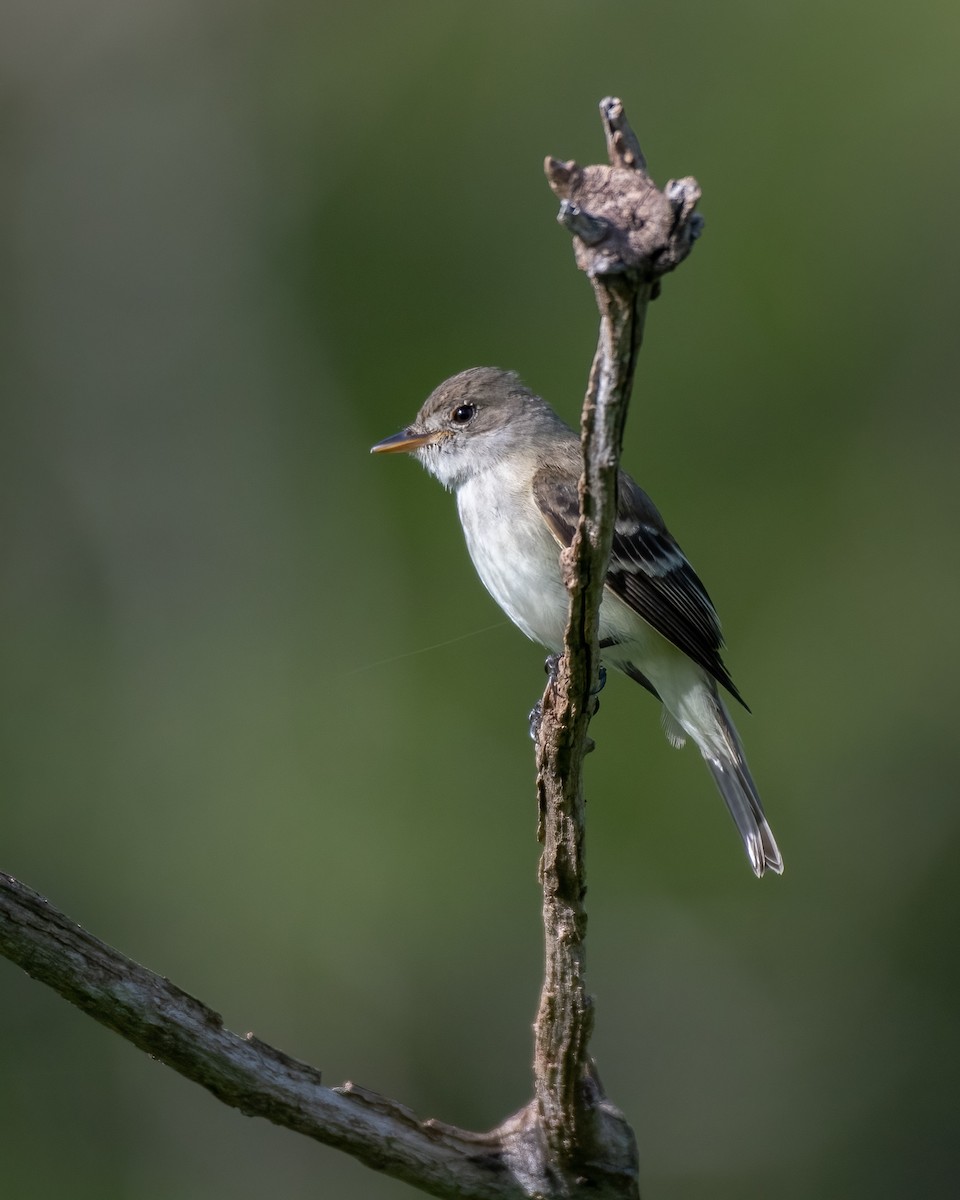 Willow Flycatcher - ML452348211