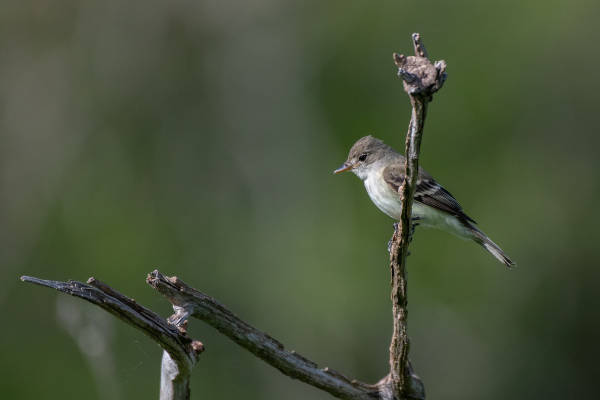 Willow Flycatcher - ML452348221