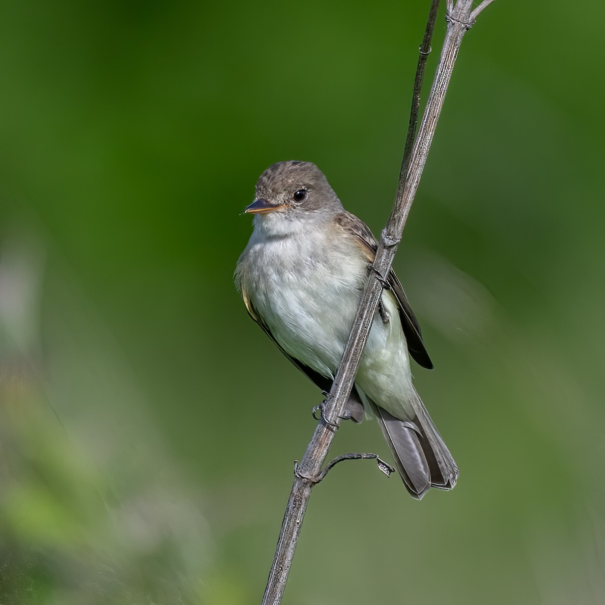 Willow Flycatcher - ML452348231