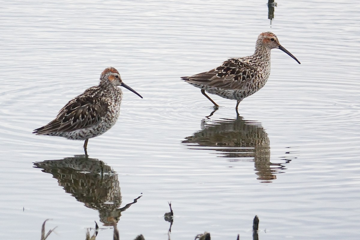 Stilt Sandpiper - ML452349171