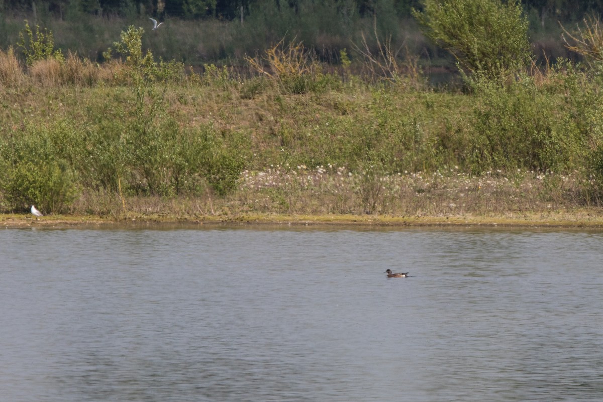 American Wigeon - ML452349621