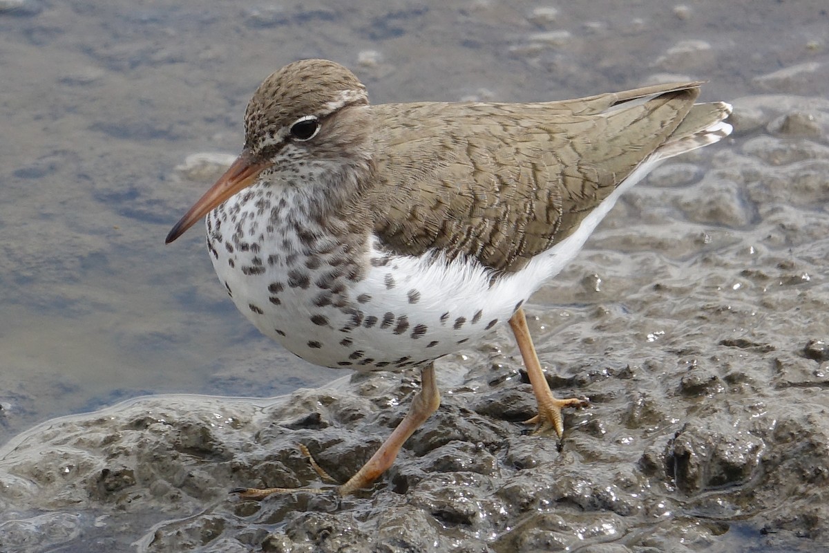 Spotted Sandpiper - ML452349961