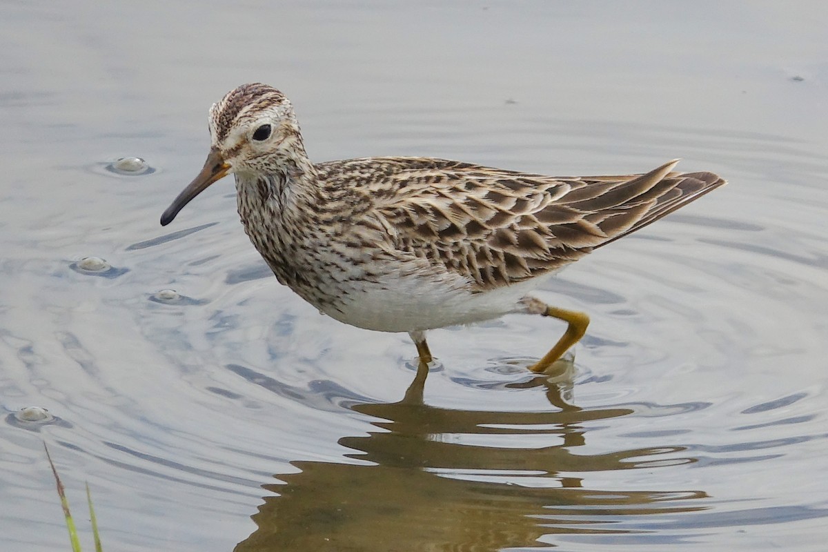 Graubrust-Strandläufer - ML452350191