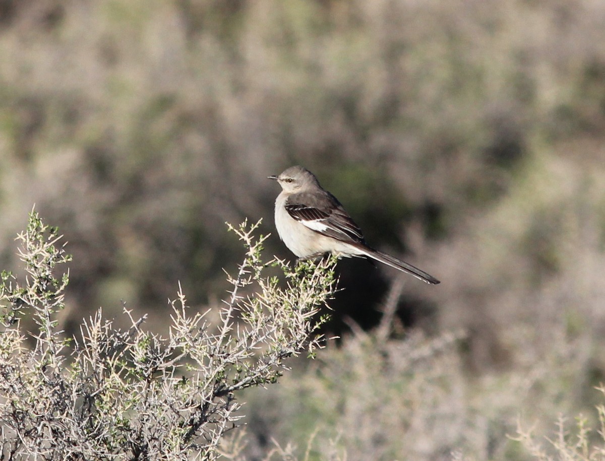 Northern Mockingbird - Shawn Billerman