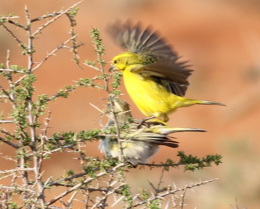Serin de Sainte-Hélène - ML45235071