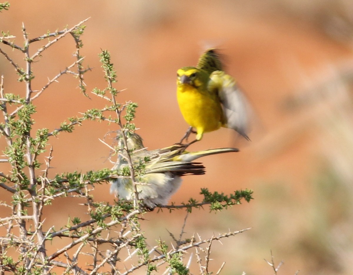 Serin de Sainte-Hélène - ML45235081