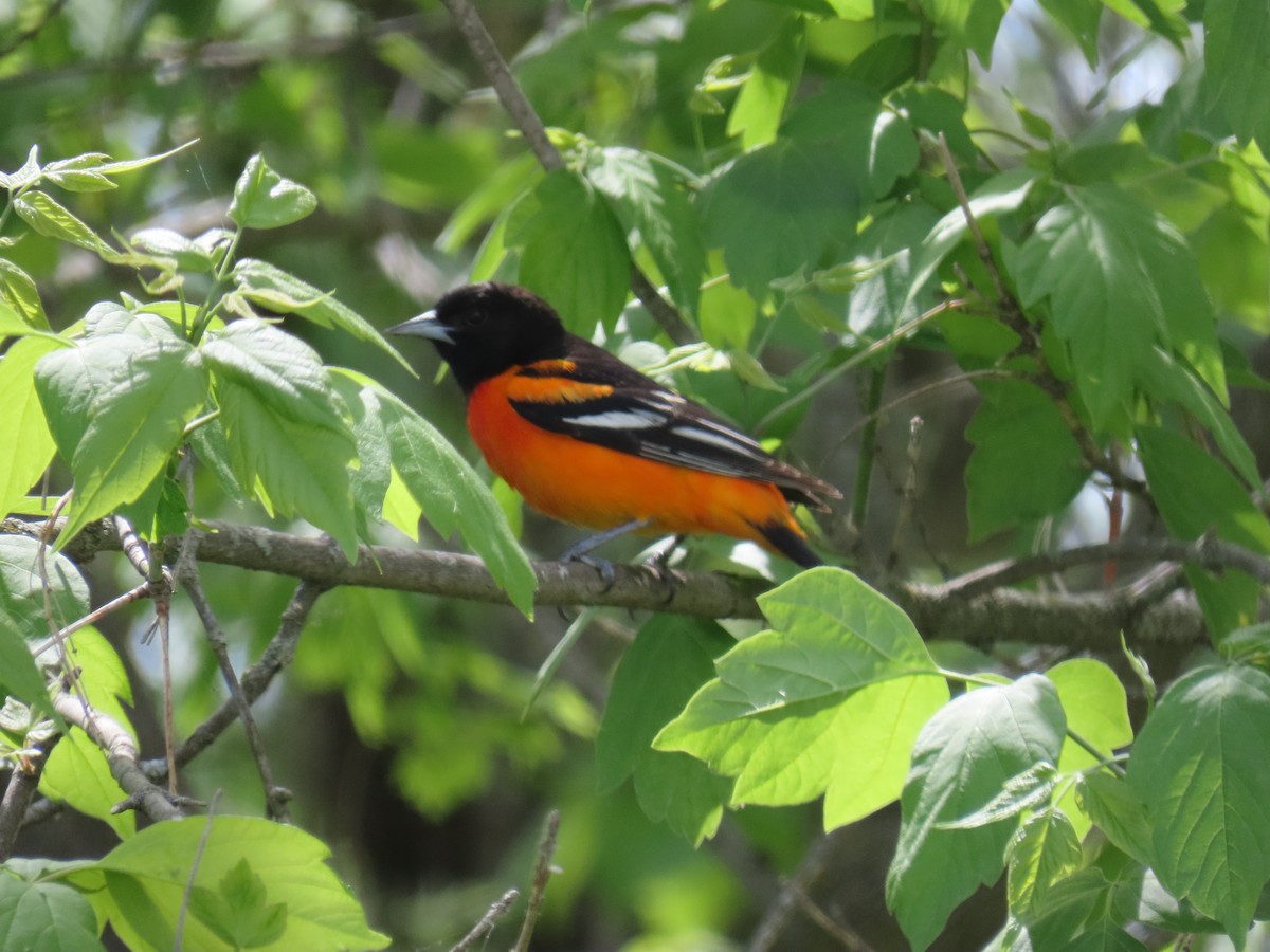 Baltimore Oriole - ML452351411
