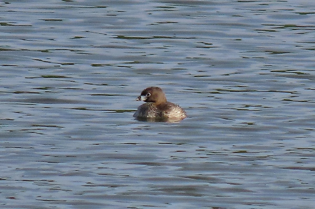 Pied-billed Grebe - Craig Johnson