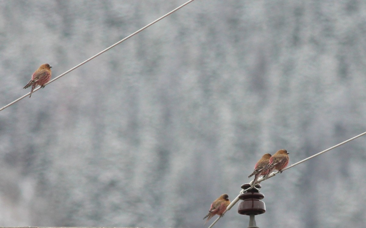 Brown-capped Rosy-Finch - Shawn Billerman