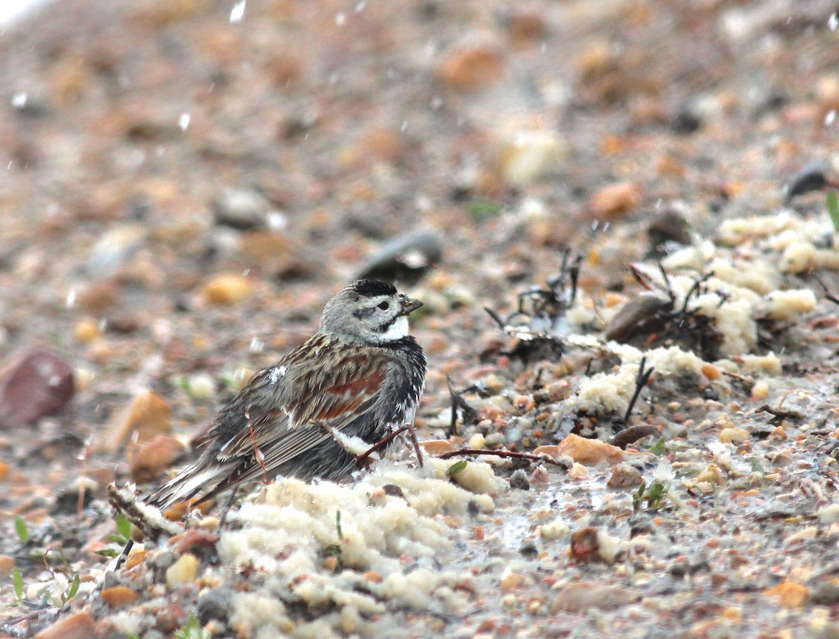 Thick-billed Longspur - ML45235241