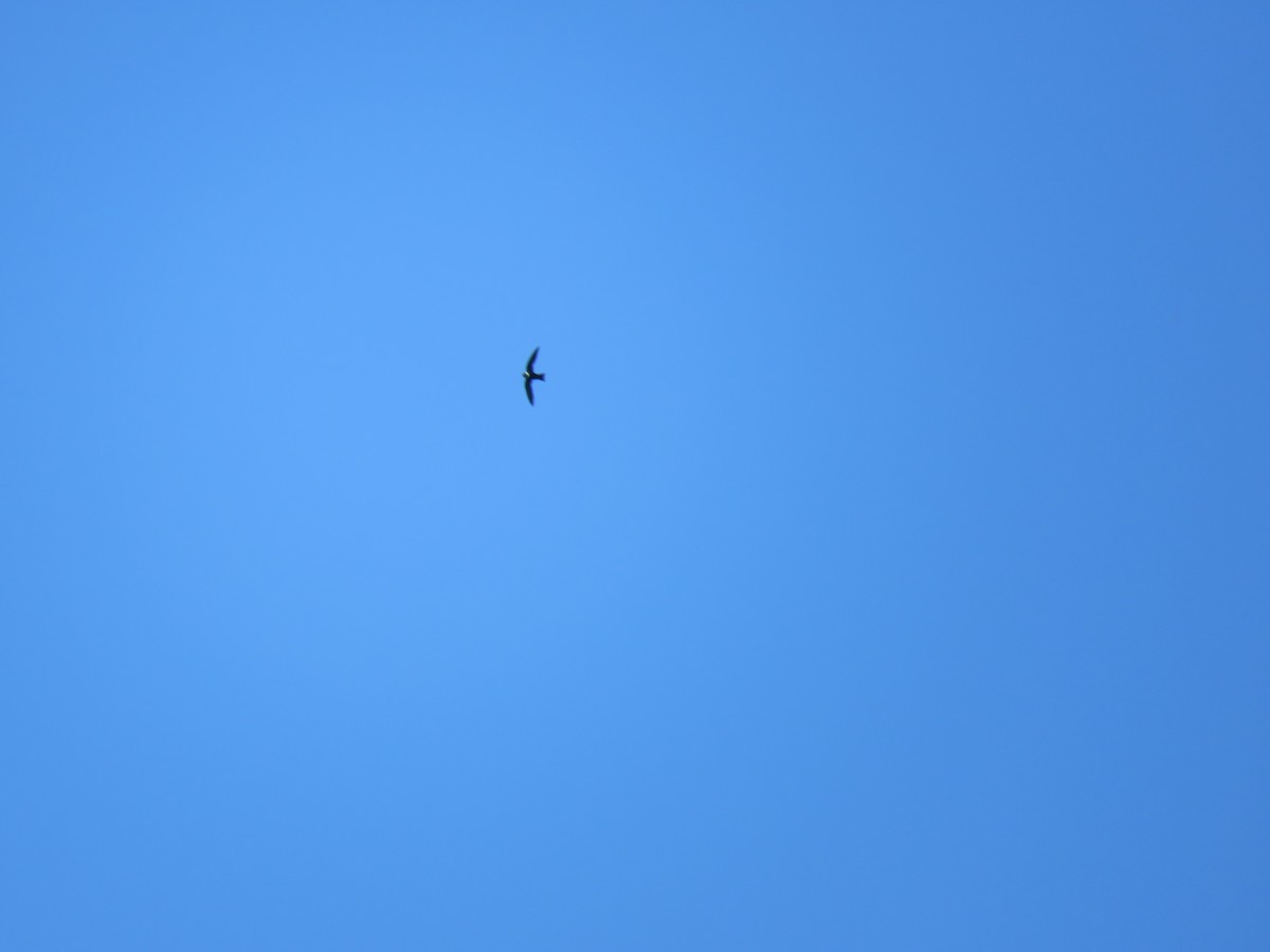 White-collared Swift - James Telford