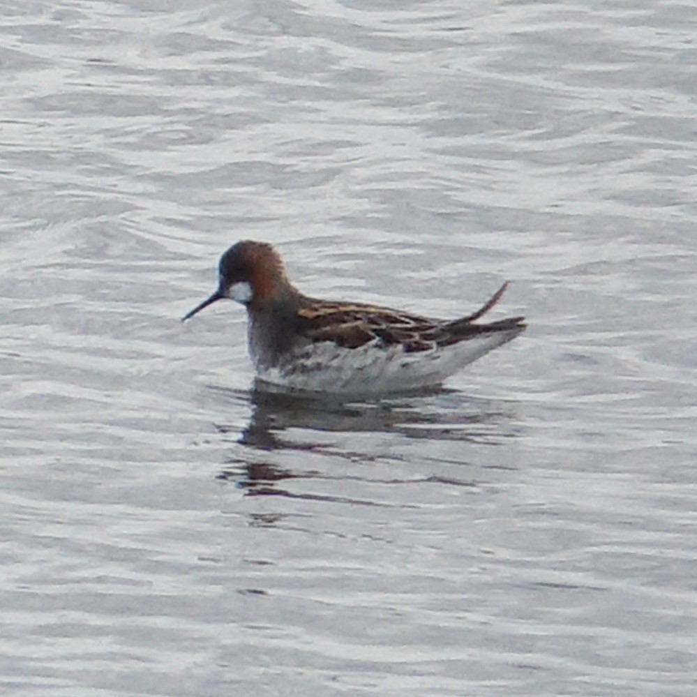 Red-necked Phalarope - ML452352541