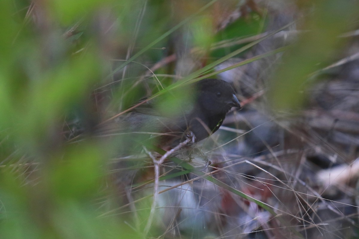 Black-faced Grassquit - ML452352751